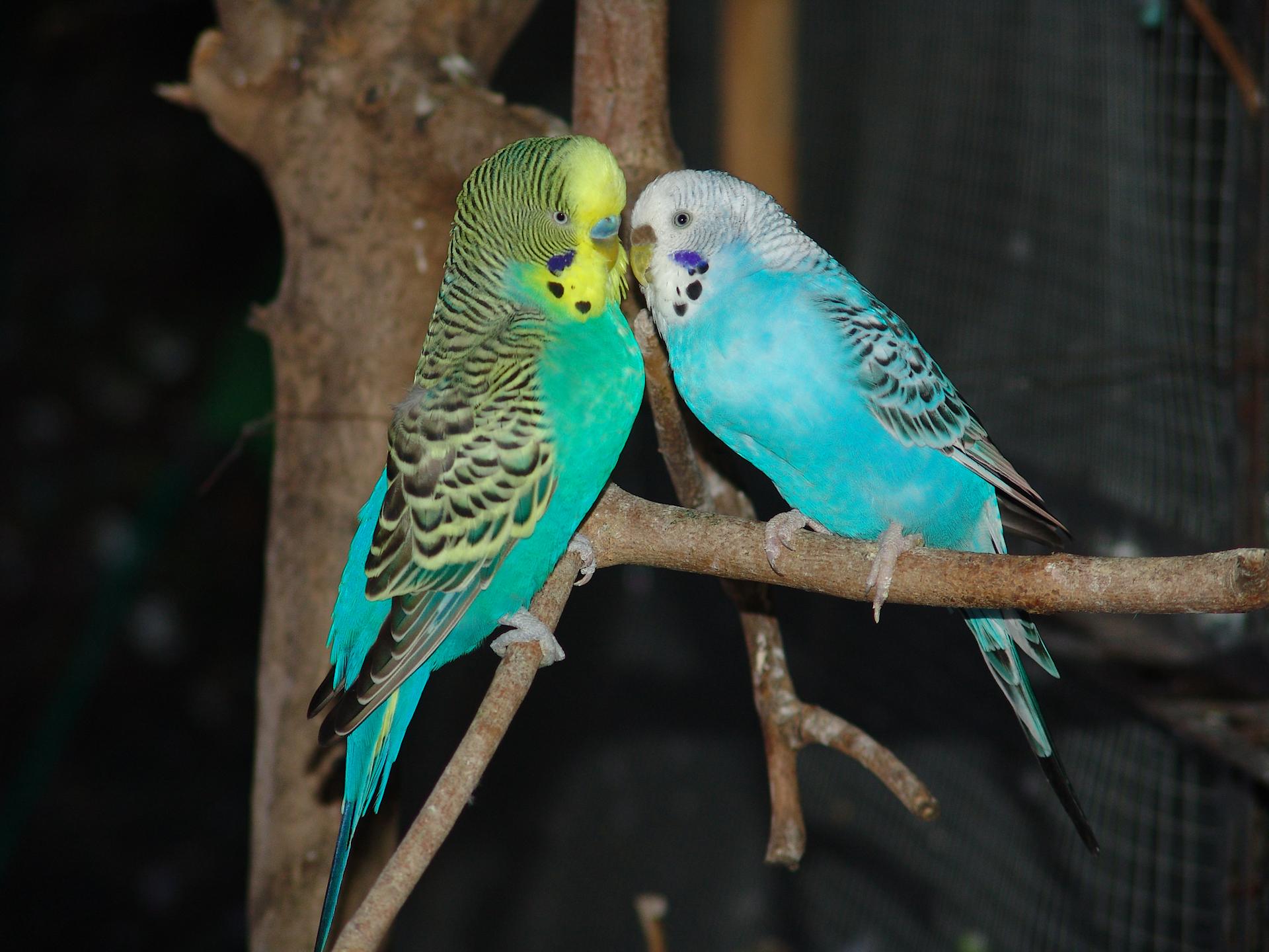 Coppietta di pappagallini ondulati (Melopsittacus undulatus)