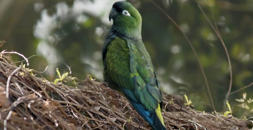 Cyanoliseus patagonus