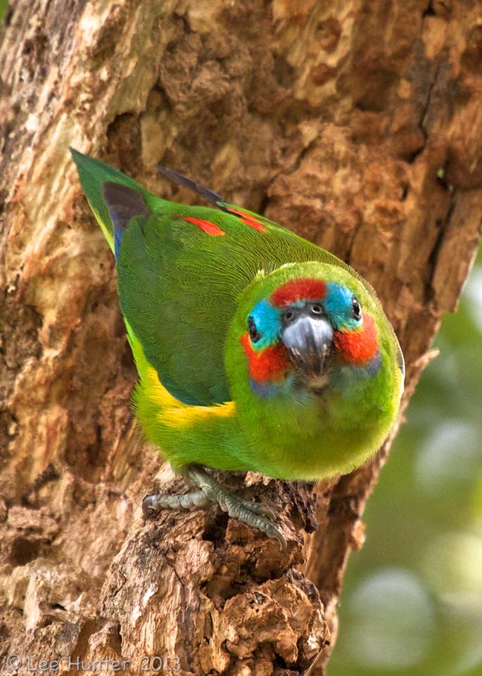 Pappagallino dei fichi (cyclopsitta diophthalma)