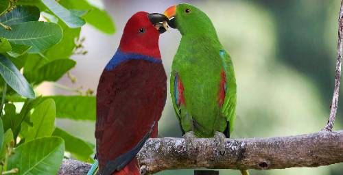 Eclectus roratus