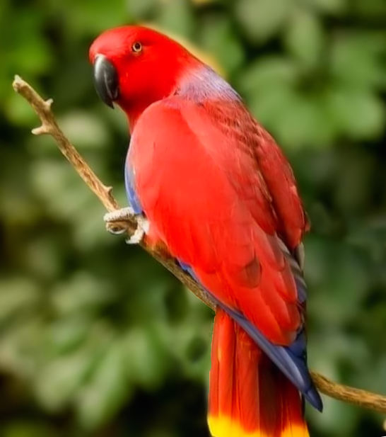 Ecletto (Eclectus roratus) 