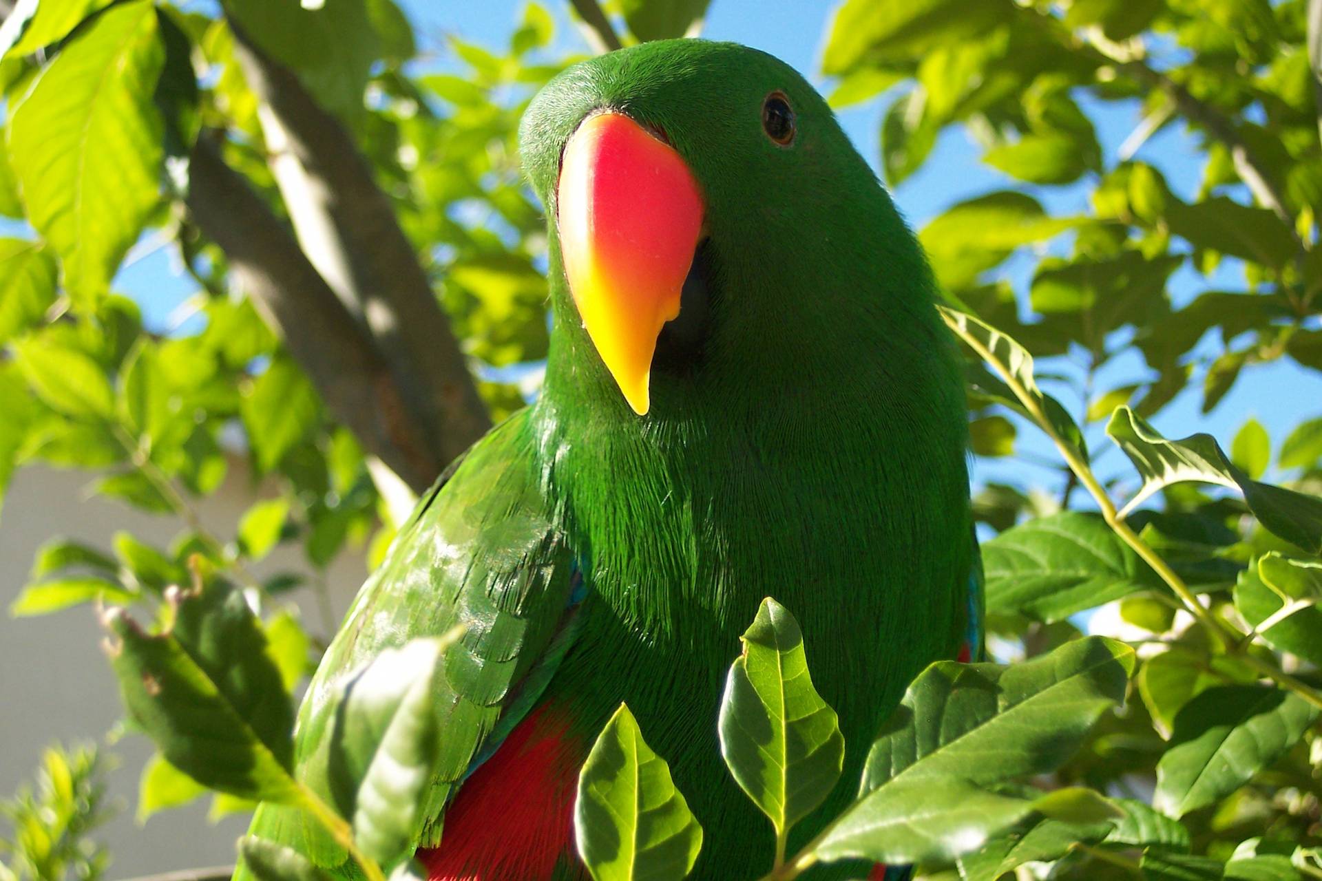 Ecletto (Eclectus roratus)