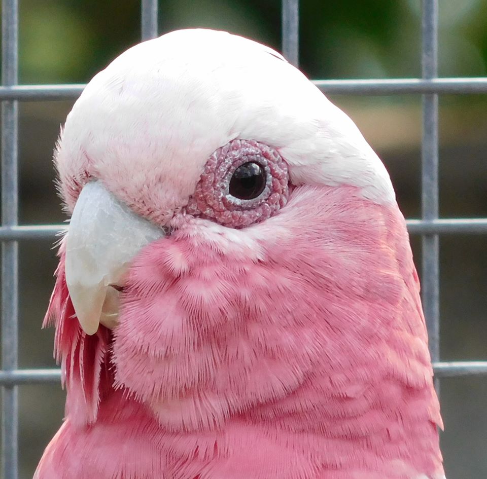 Cacatua rosato - Galah - (Eolophus roseicapilla)