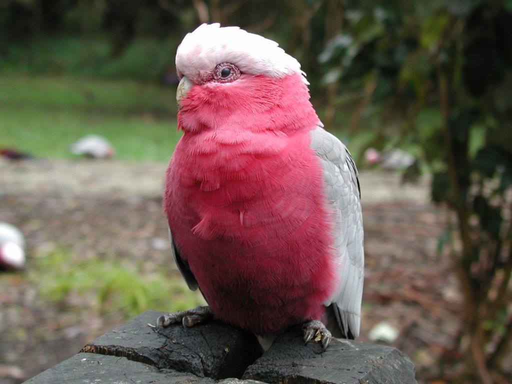 Cacatua rosato (eolophus roseicapillus)