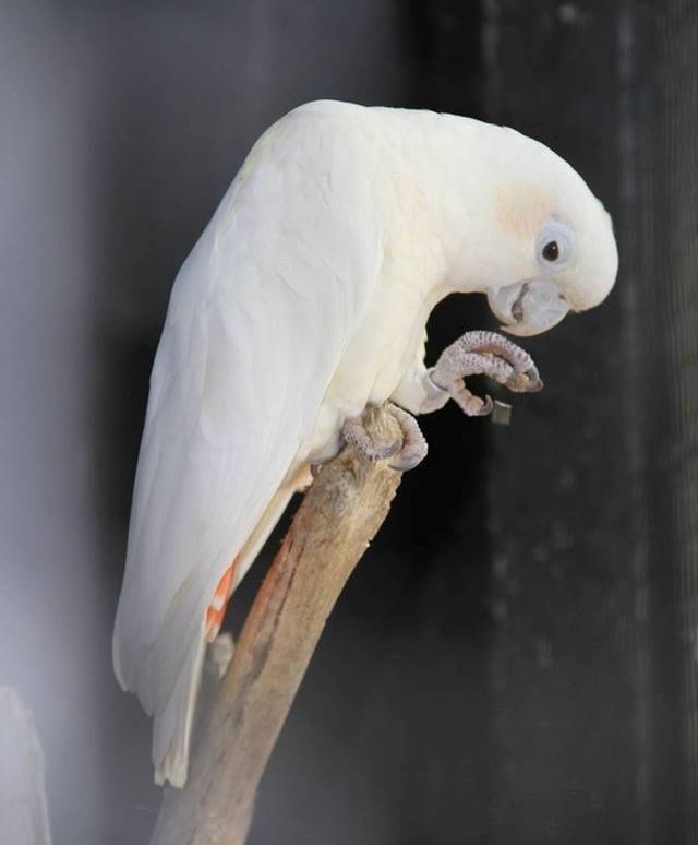 Cacatua delle Filippine (cacatua haematuropygia)