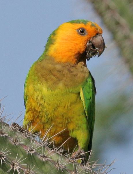 Conuro gola bruna (eupsittula pertinax xanthogenia)