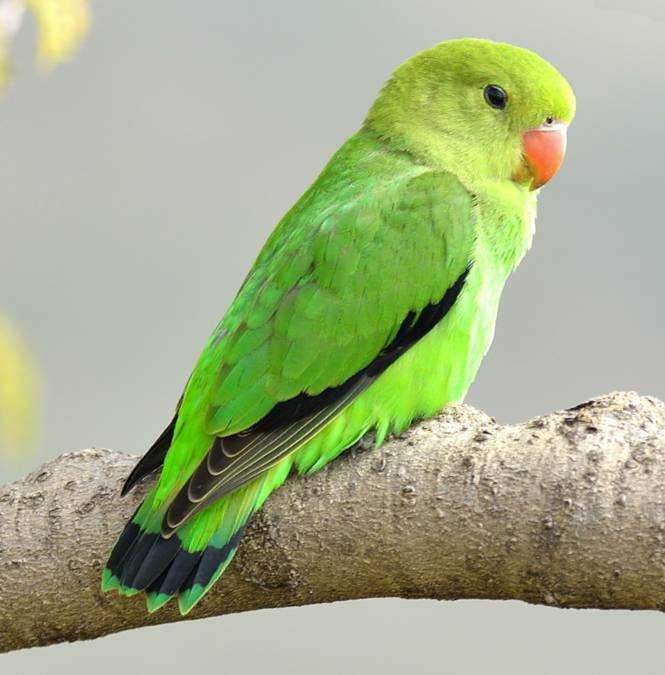 Femmina di inseparabile di Abissinia (Agapornis taranta)