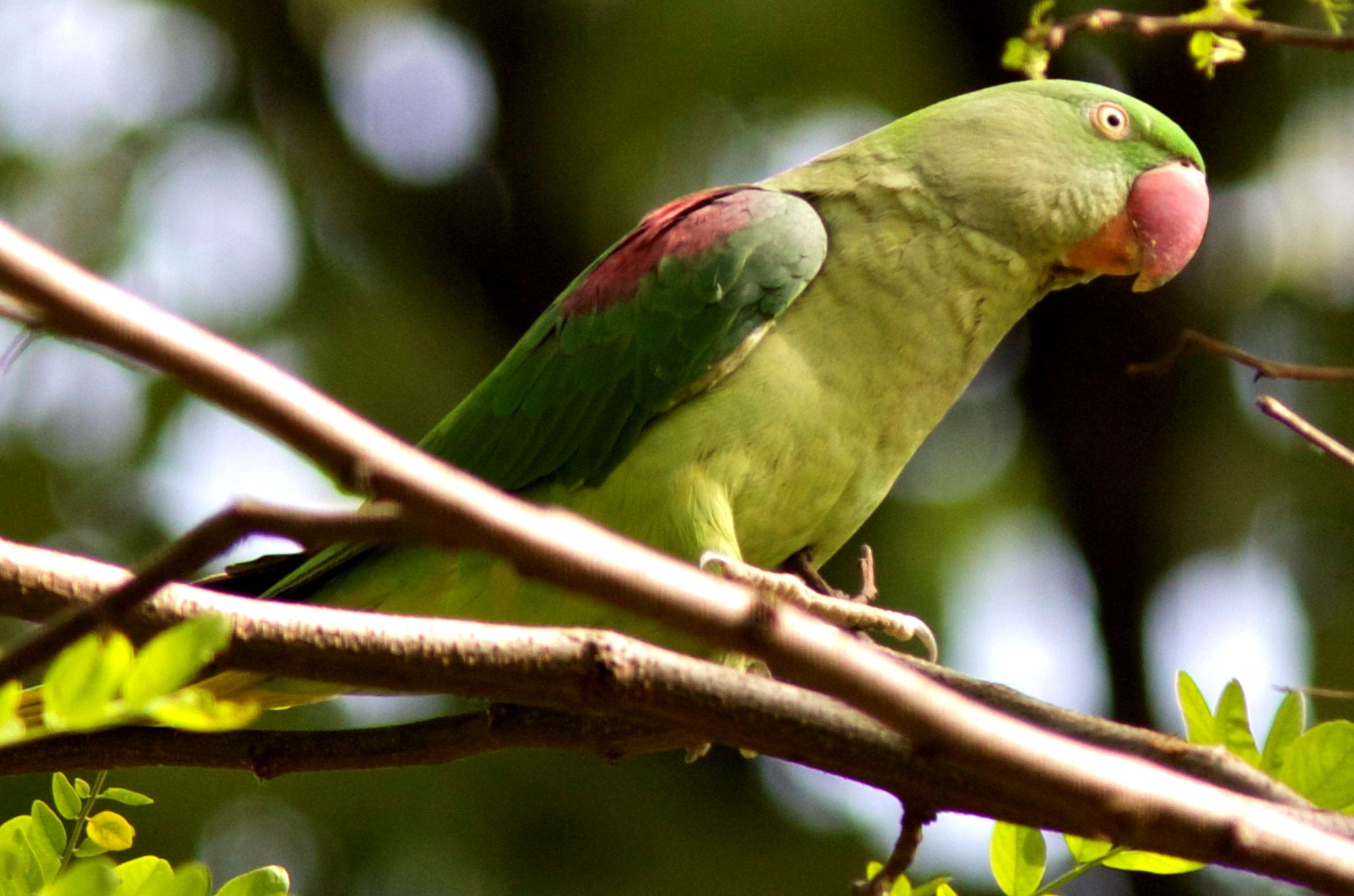 Femmina di grande alessandrino (psittacula eupatria)