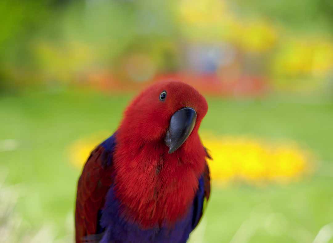 Pappagallo ecletto femmina (Eclectus roratus)