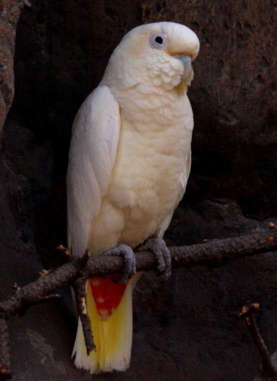 Cacatua delle Filippine (cacatua haematuropygia)