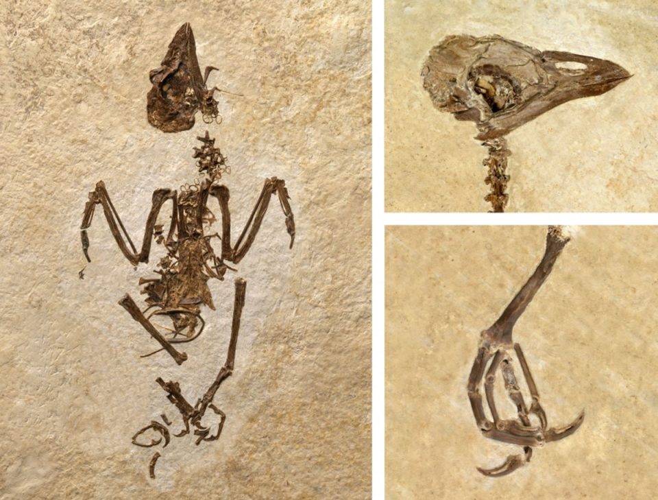 Fossile di un Pappagallo