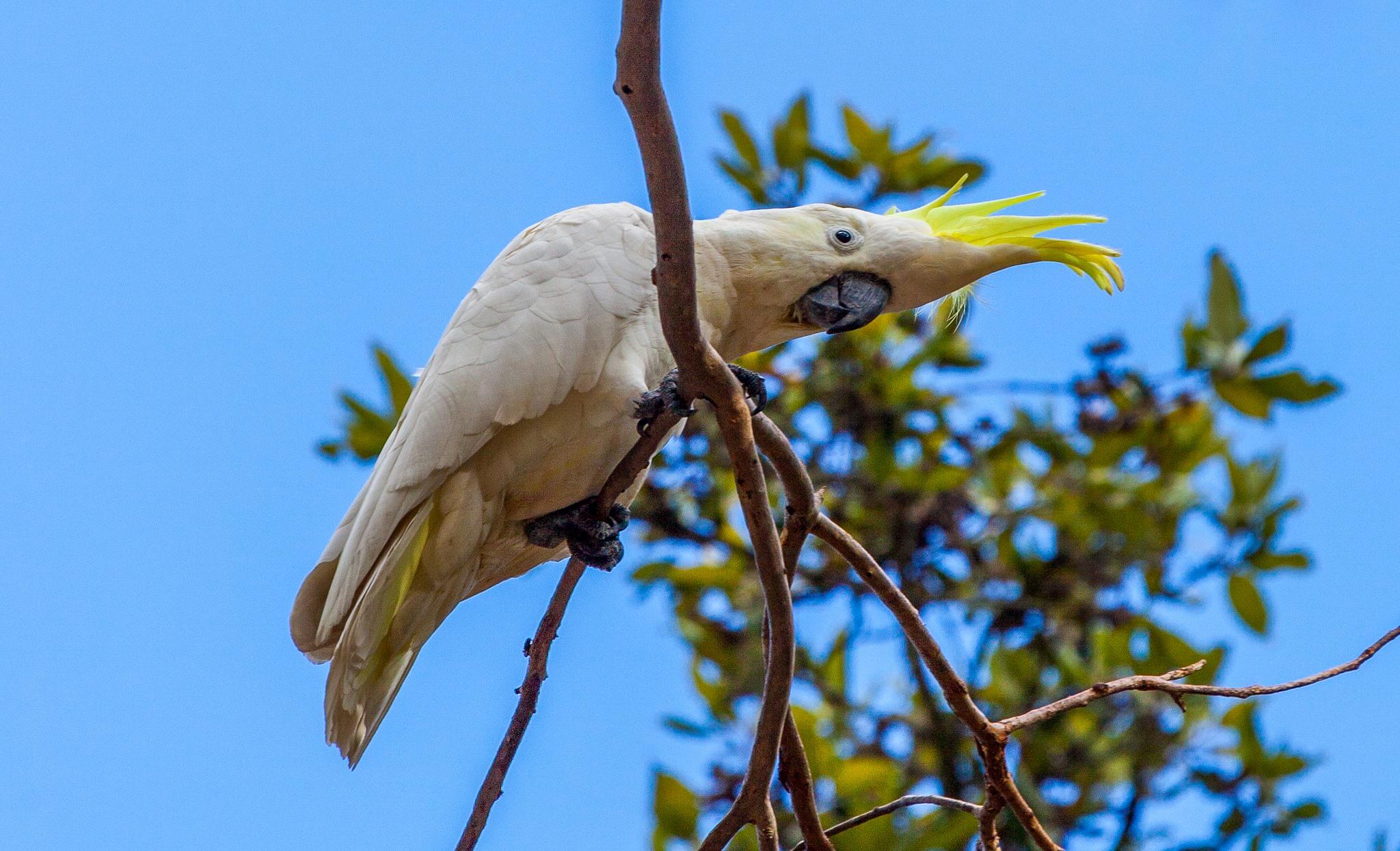 Cacatua ciuffo giallo maggiore (Cacatua galerita)