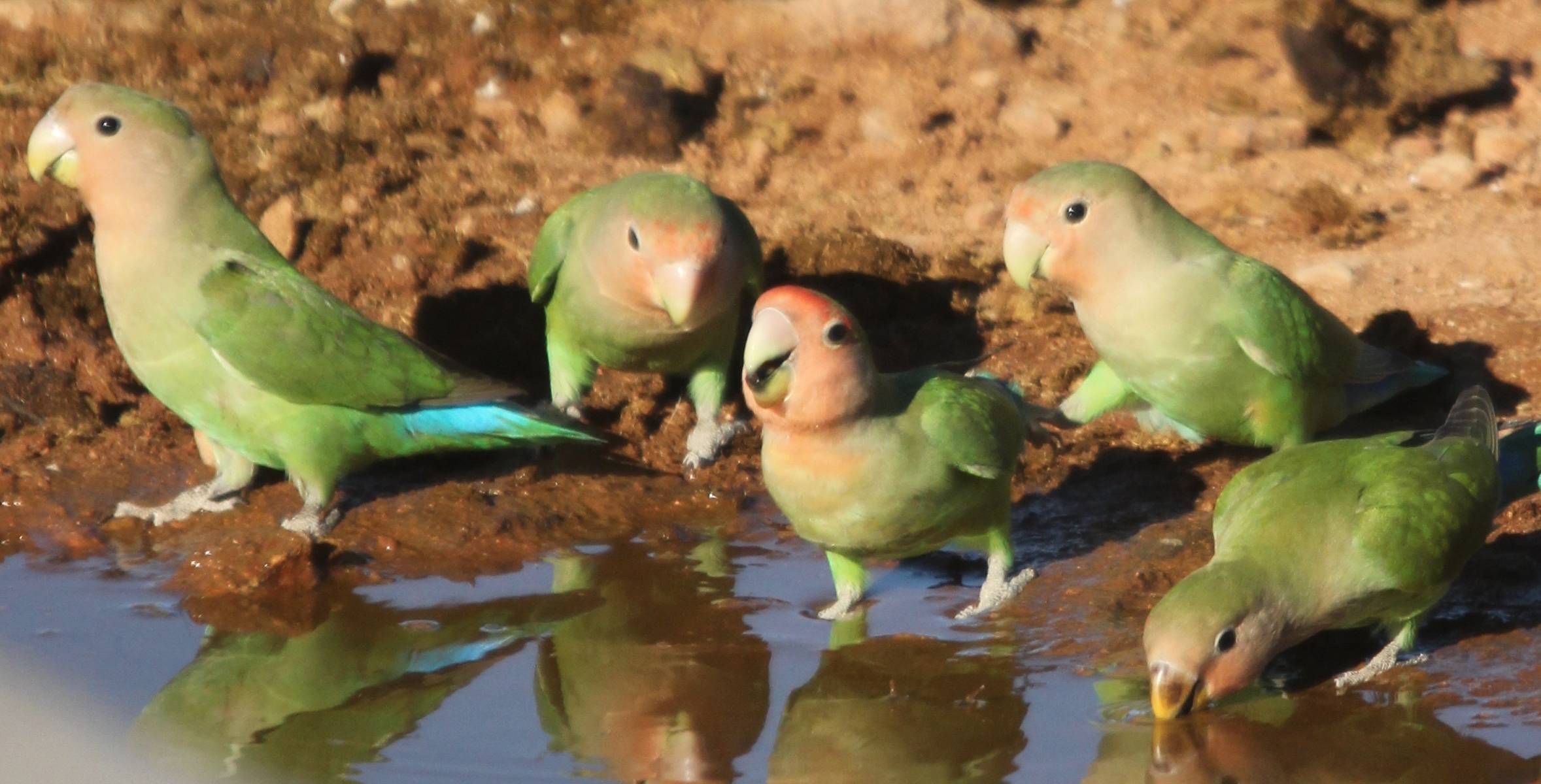 Gruppo di inseparabili a faccia rosa (Agapornis roseicollis)