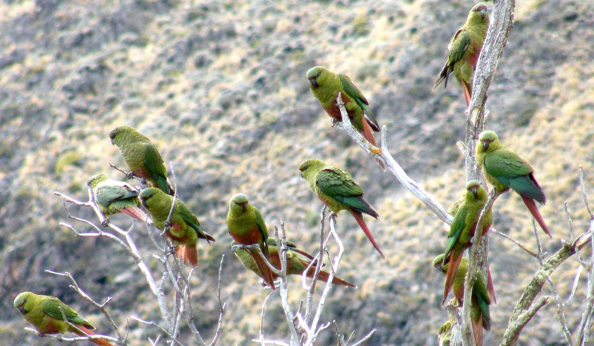 Gruppo di conuri di magellano (Enicognathus ferrugineus)