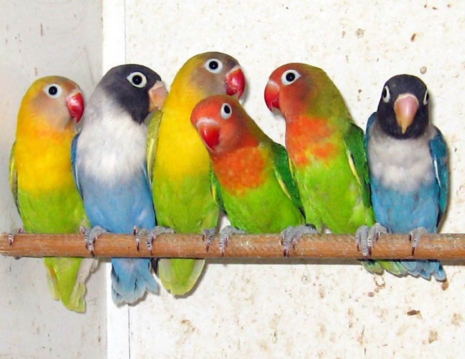 Gruppo di Inseparabili