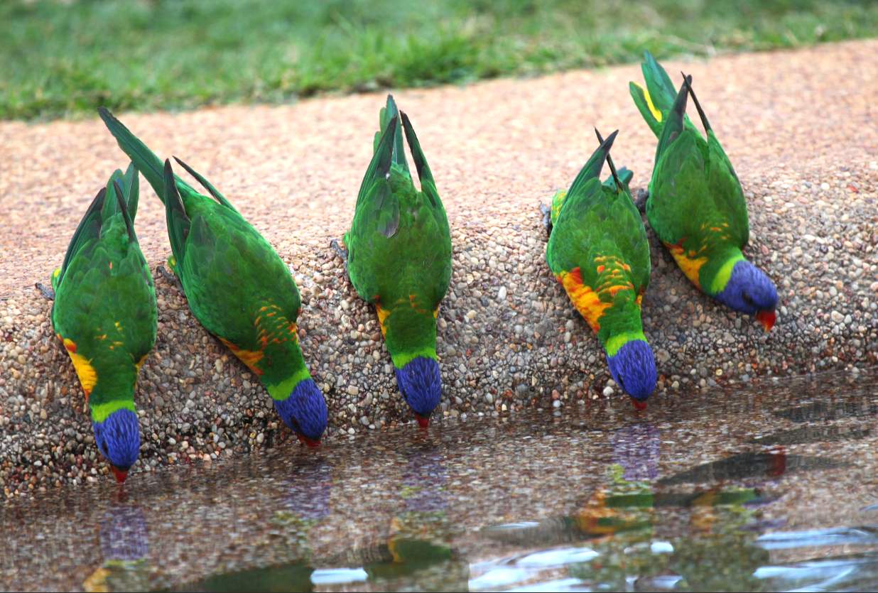 Gruppo di lorichetti arcobaleno (Trichoglossus haematodus)