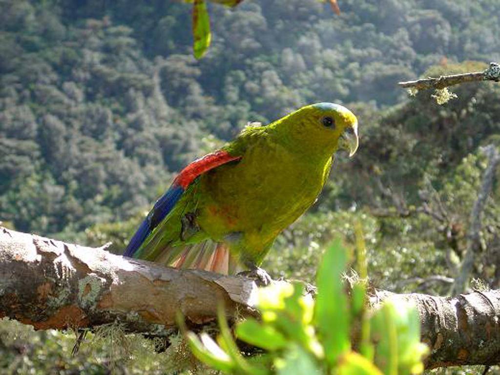 Pulli di Pappagallo faccia rugginosa (hapalopsittaca amazonina)