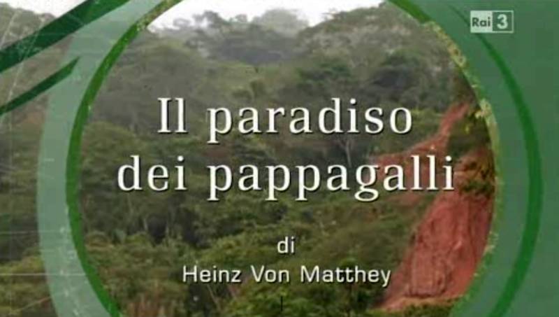 Tambopata, paradiso dei pappagalli
