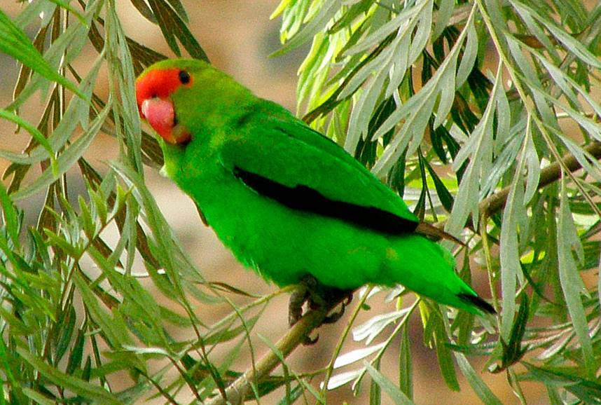 Inseparabile di Abissinia (Agapornis taranta)