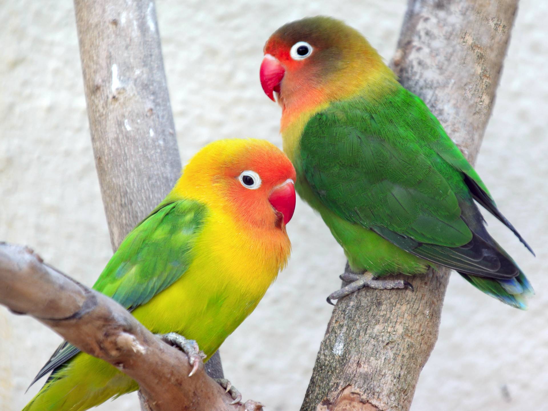 Coppia di inseparabili di Fischer (Agapornis fischeri)