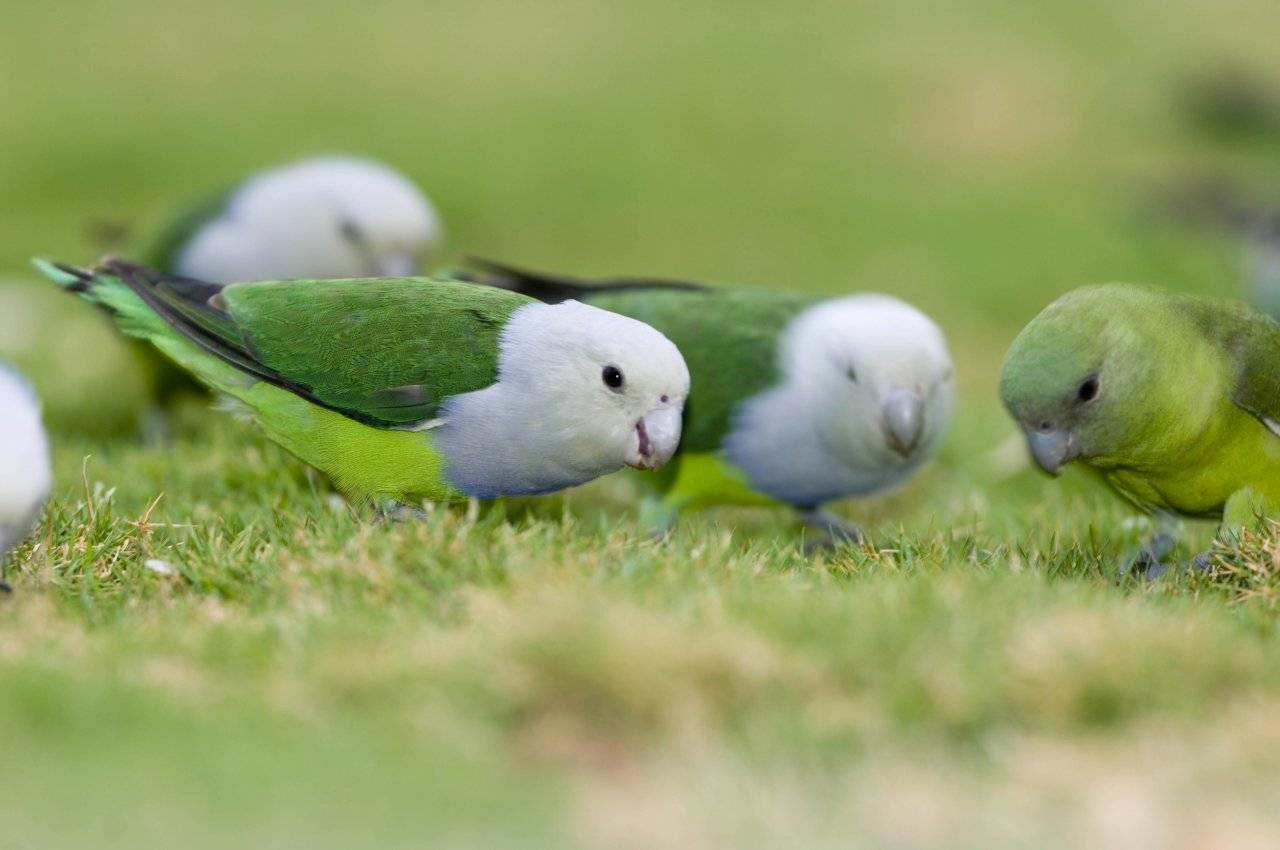 Inseparabile del Madagascar (Agapornis cana)