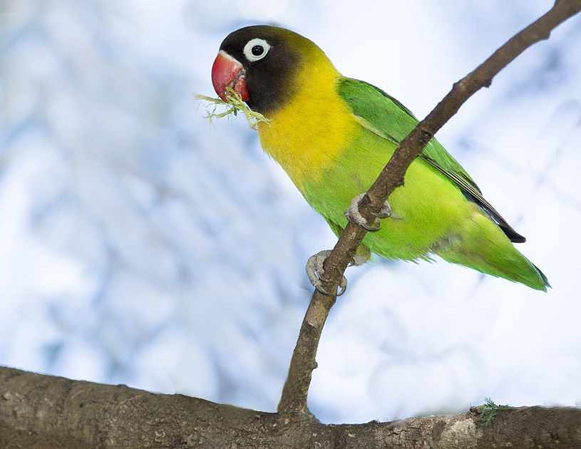 Inseparabile mascherato (Agapornis personata)