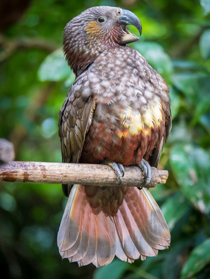 Pappagallo kaka (nestor meridionalis)