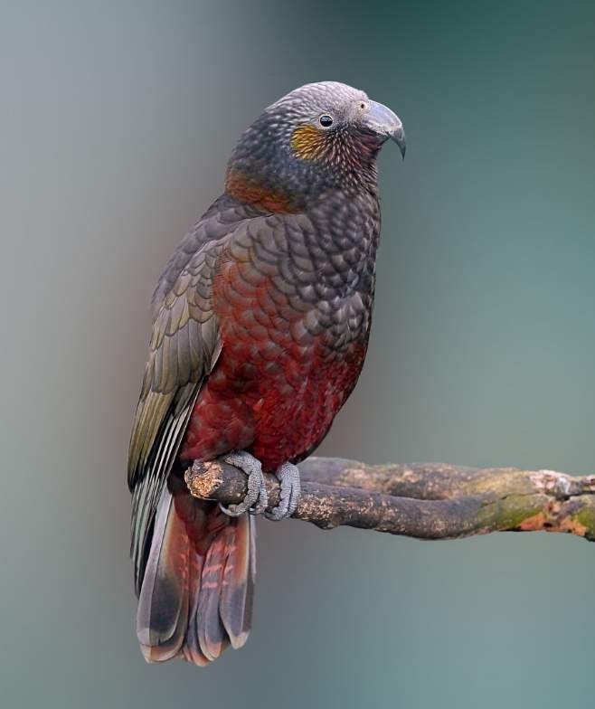 Pappagallo Kaka (Nestor merdidionalis)