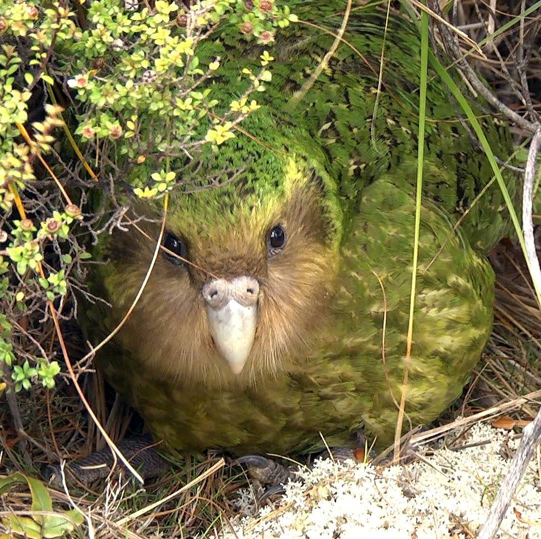 Kakapo (stringops habroptilus)