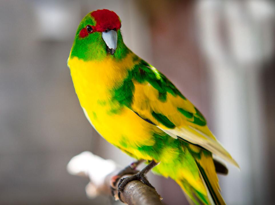 Kakariki fronte rossa (Cyanoramphus novaezelandiae)