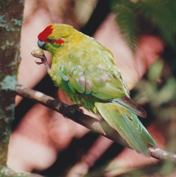Kakariki