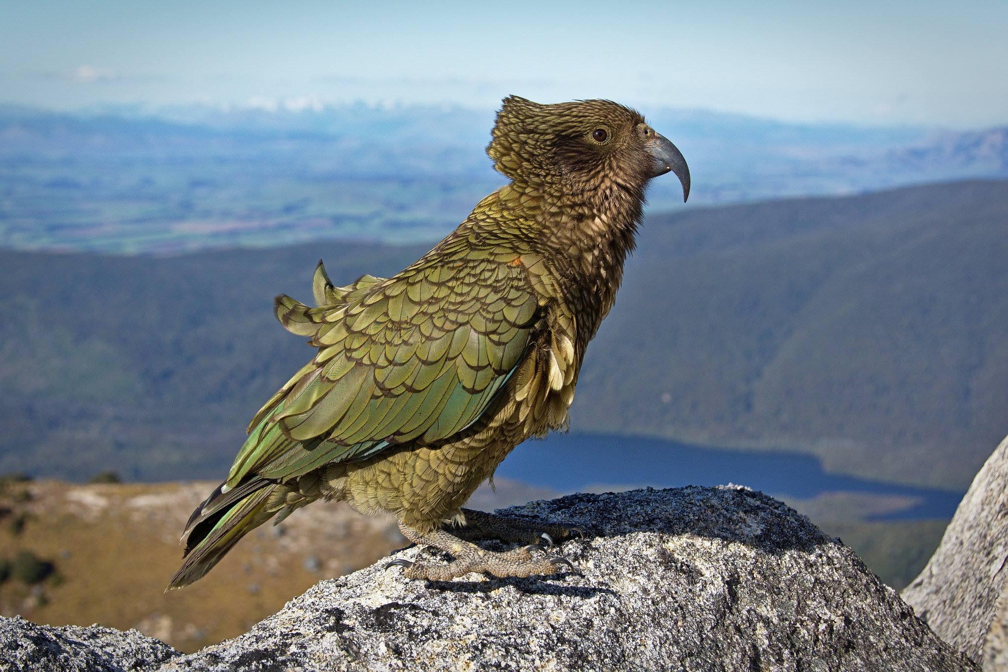 Pappagallo Kea (Nestor notabilis)