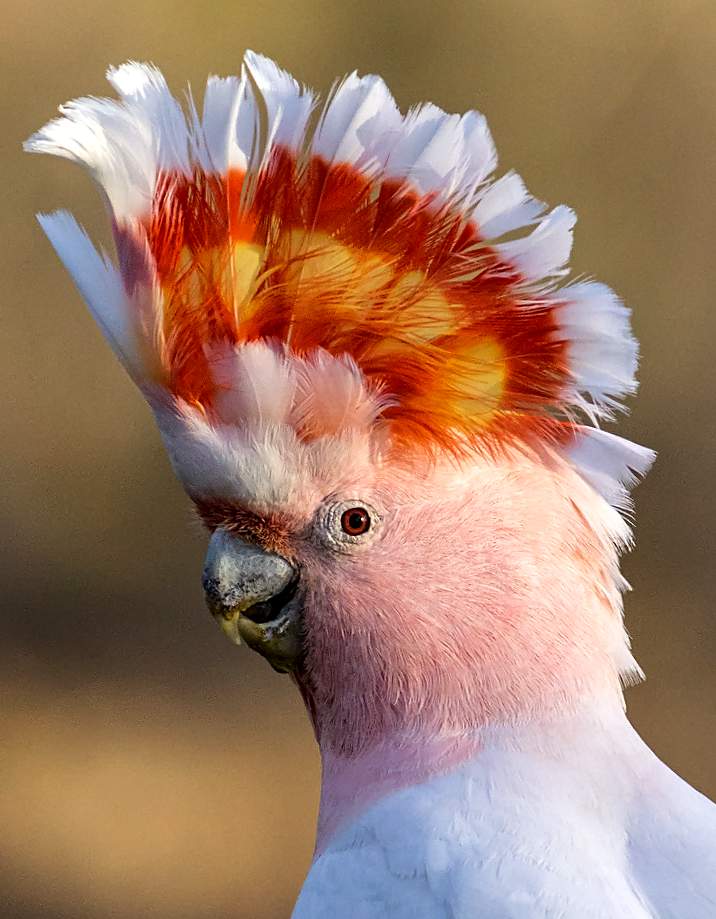 Cacatua di Leadbeater (cacatua leadbeateri)