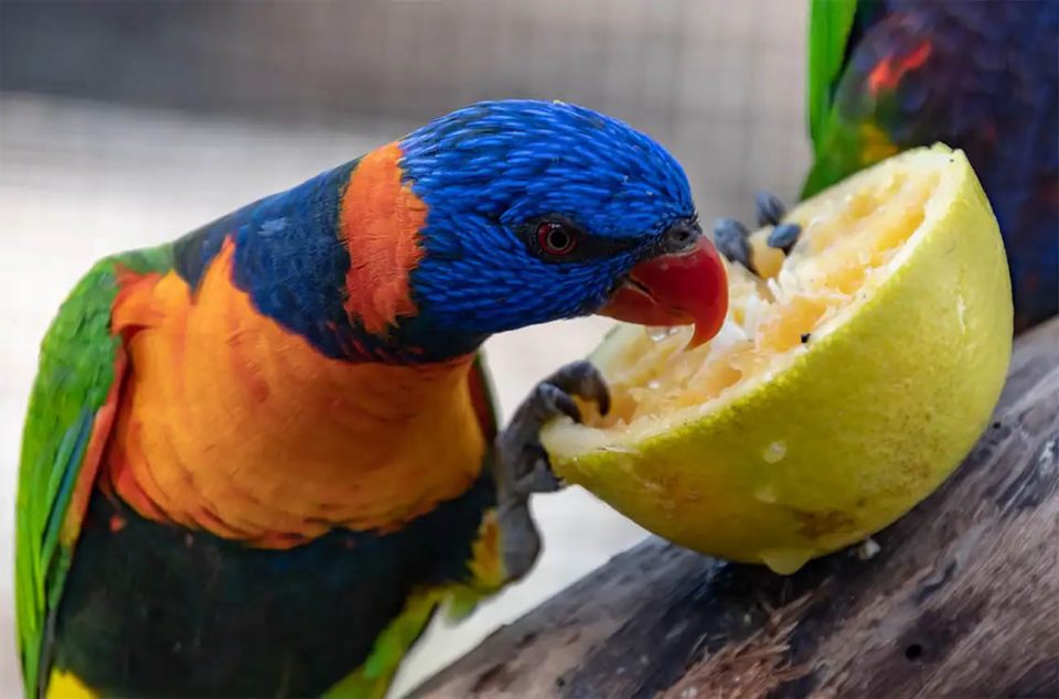 Alimentazione Pappagalli Loridi