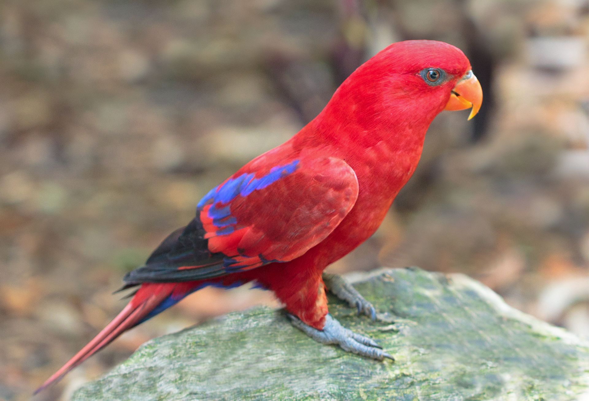 Lori rosso (Eos bornea)