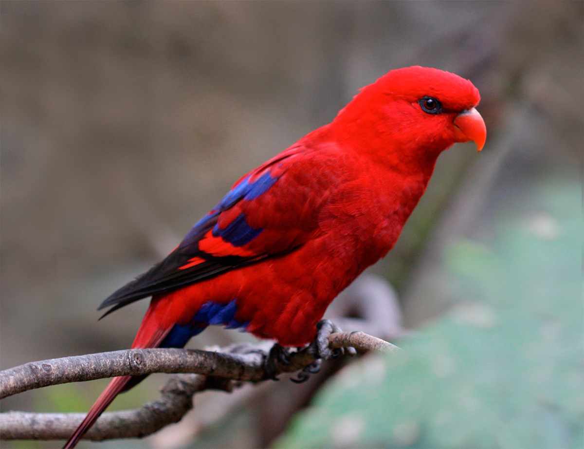 Lori rosso (Eos bornea)