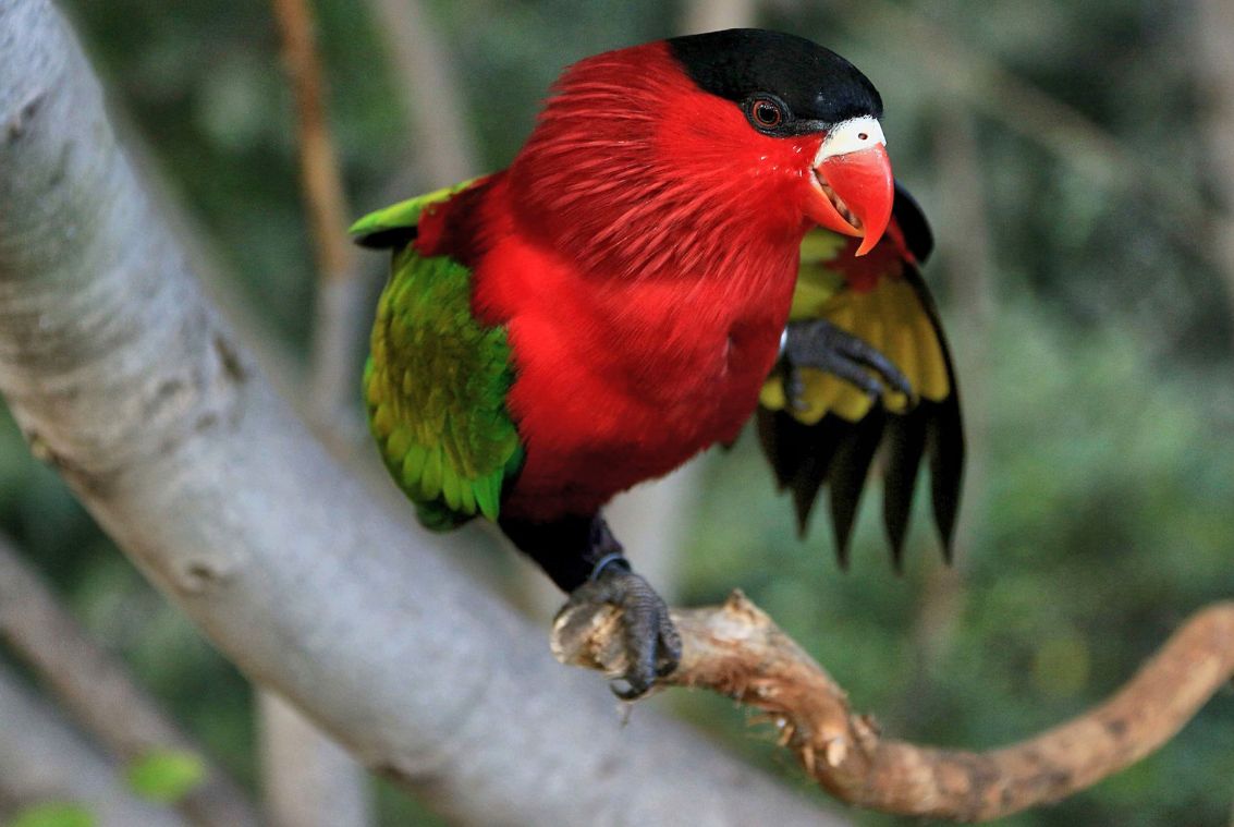 Lori testa nera (Lorius lory)