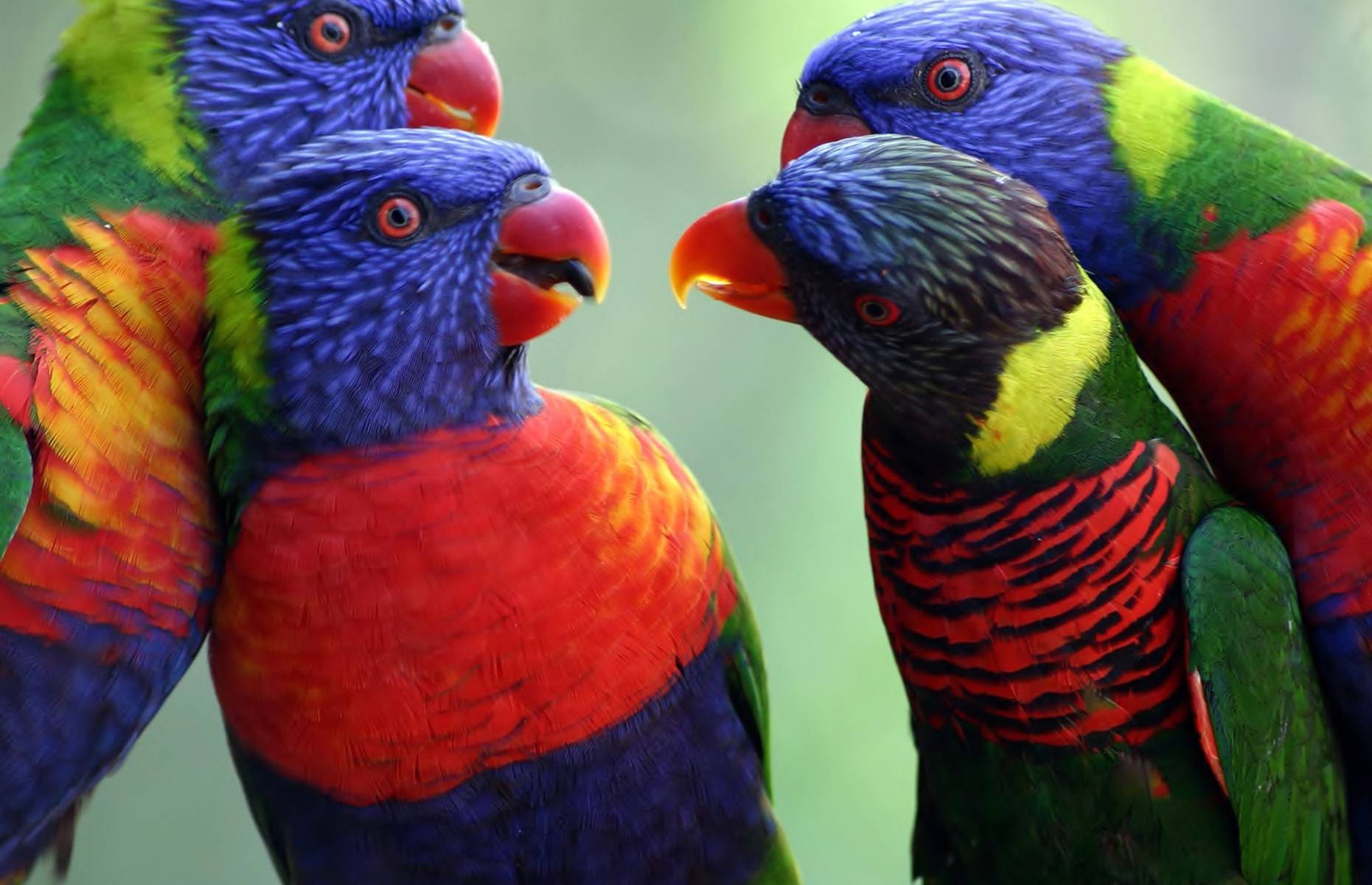 Gruppo di lorichetti arcobaleno (trichoglossus haematodus)