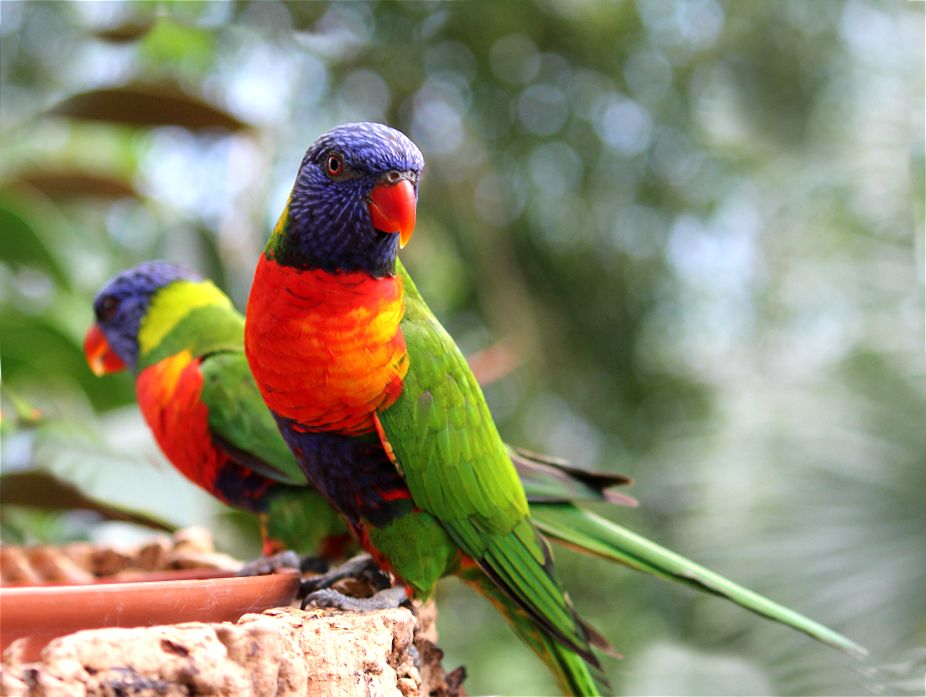 Coppia di lorichetti arcobaleno (trichoglossus haematodus)