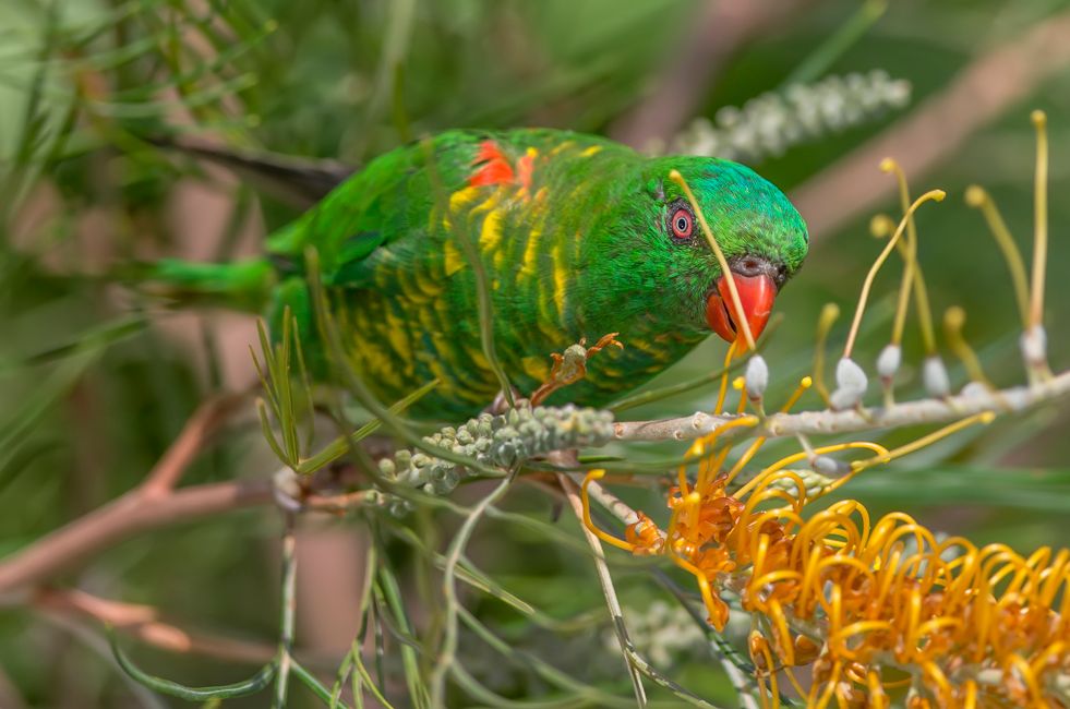 Lorichetto petto squamoso (Trichoglossus chlorolepidotus)