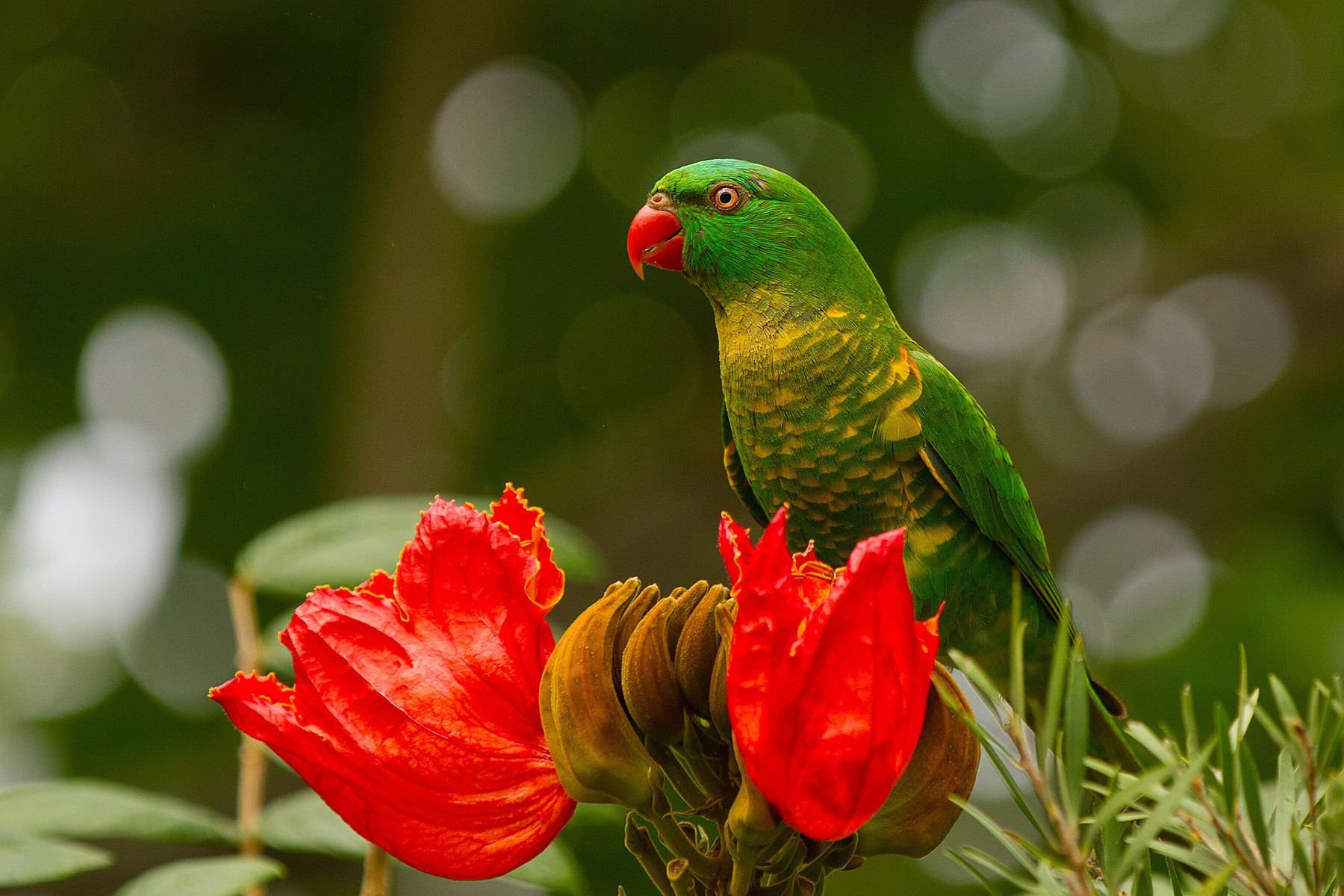 Lorichetto petto squamoso (Trichoglossus chlorolepidotus)