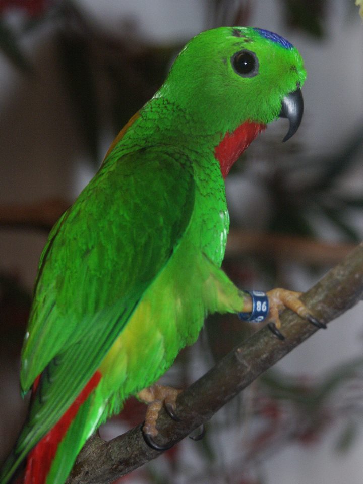 Loricolo a corona blu (Loriculus galgulus)