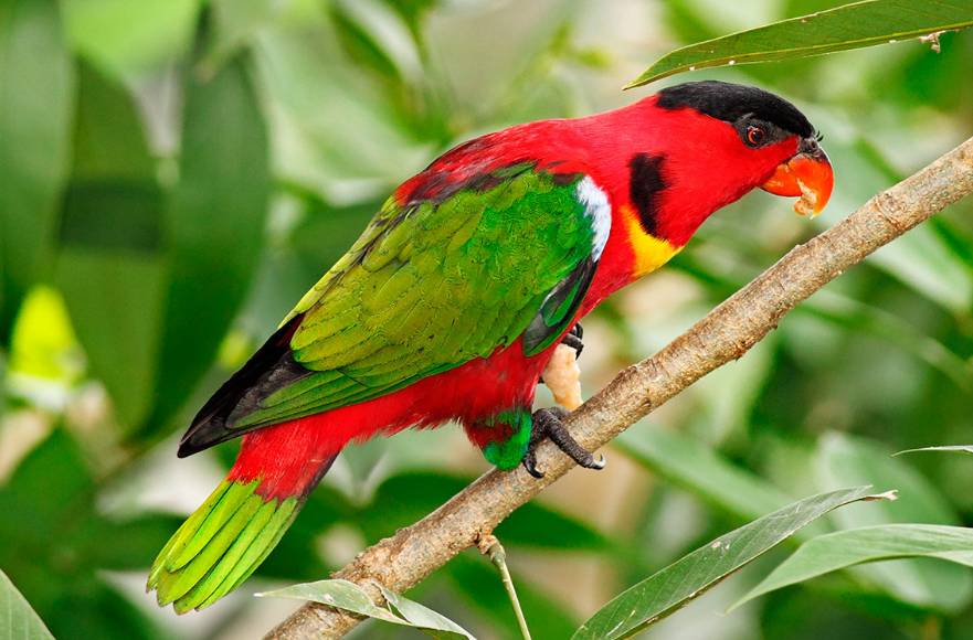 Lori collare giallo (Lorius chlorocercus)