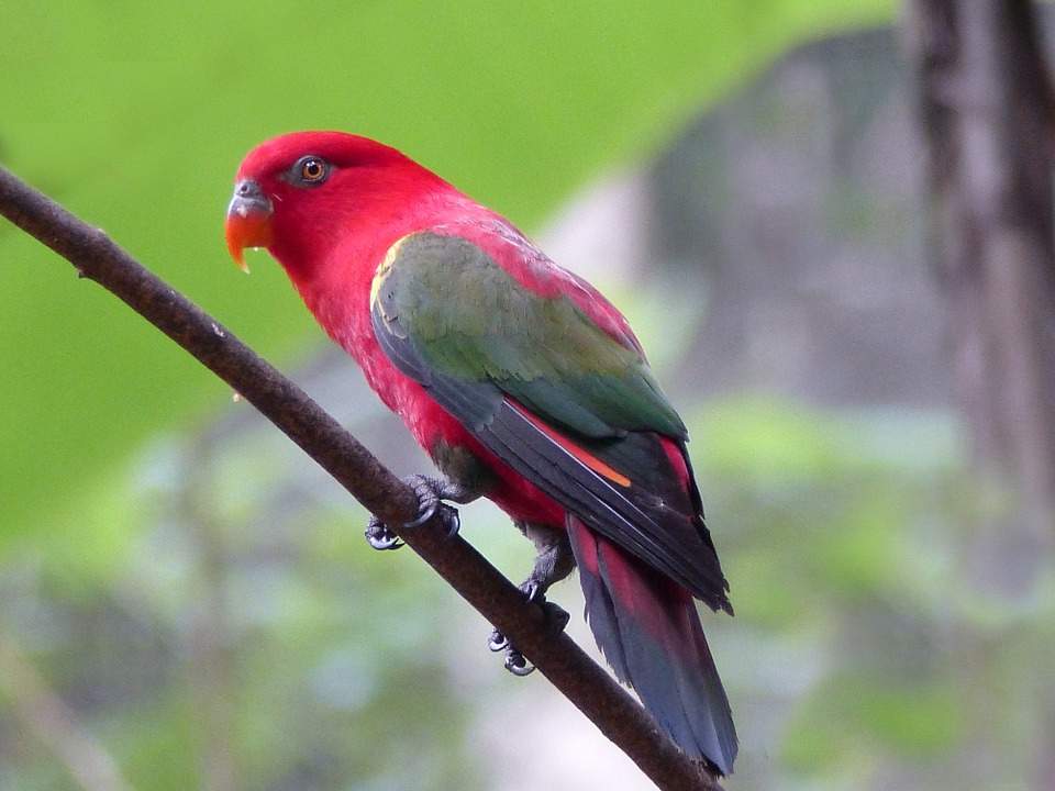 Lori garrulo (Lorius garrulus)