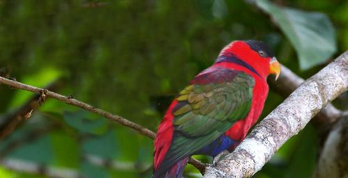 Lorius hypoinochrous