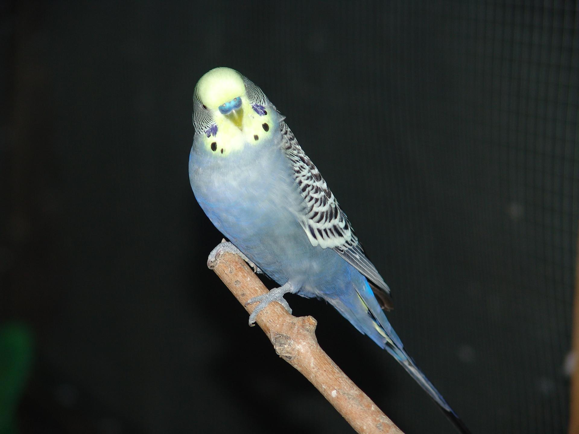 Pappagallino ondulato maschio (Melopsittacus undulatus)