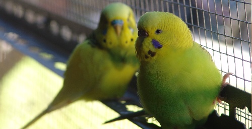 Melopsittacus undulatus