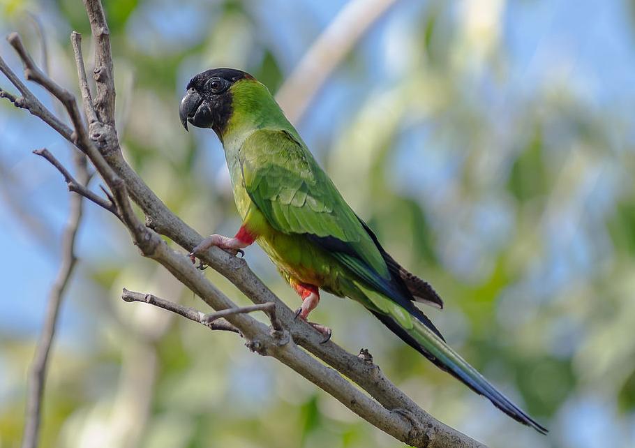 Conuro Nanday (Aratinga nenday)