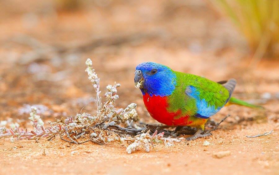 Parrocchetto splendido (neophema splendida)