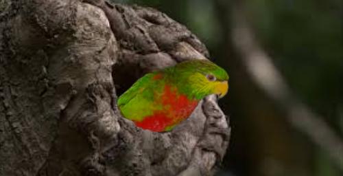 Neopsittacus musschenbroekii